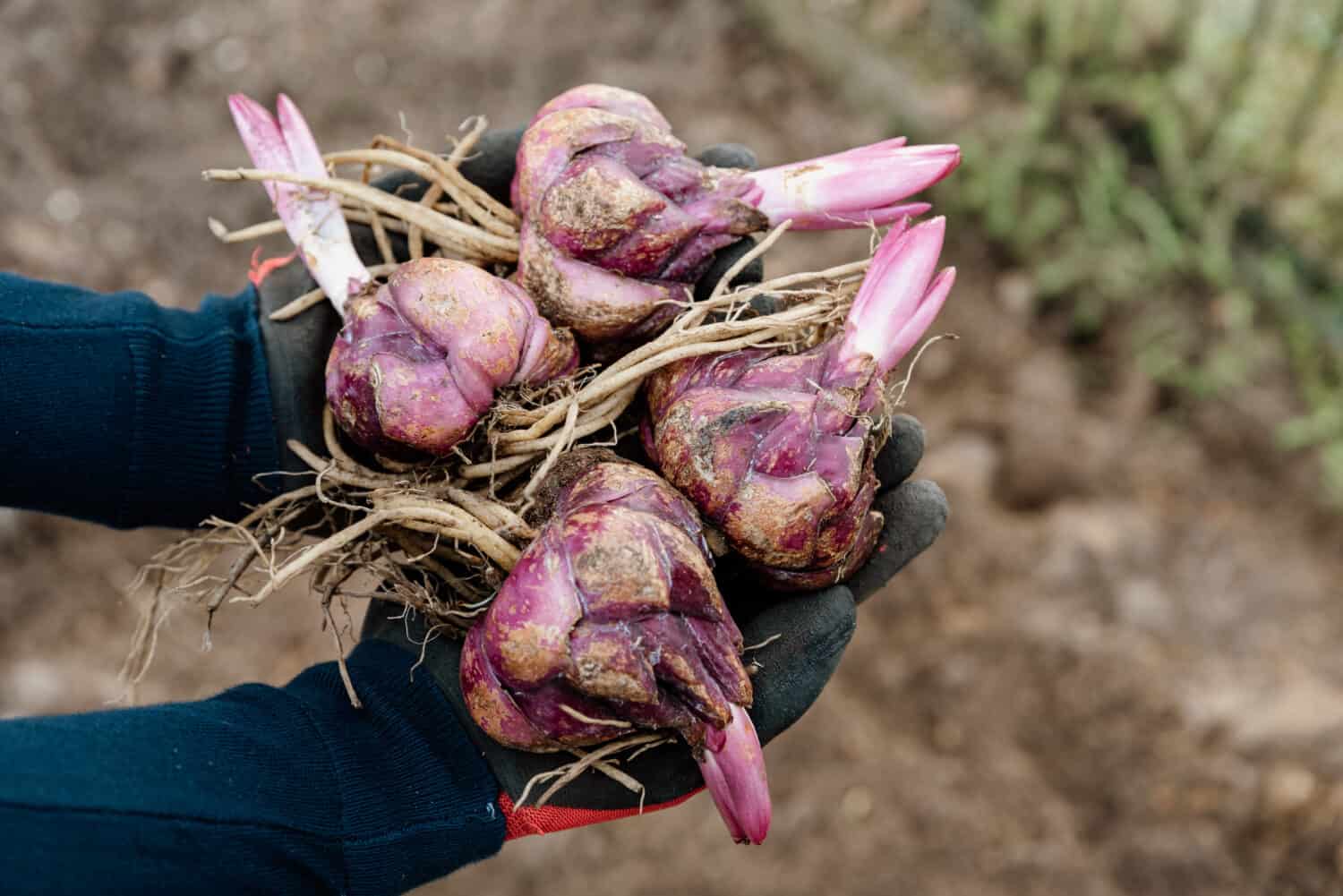 Close up of many lily bulbs on woman's hands ready for planting in spring garden. Purple flower bulbs sprouting in springtime season