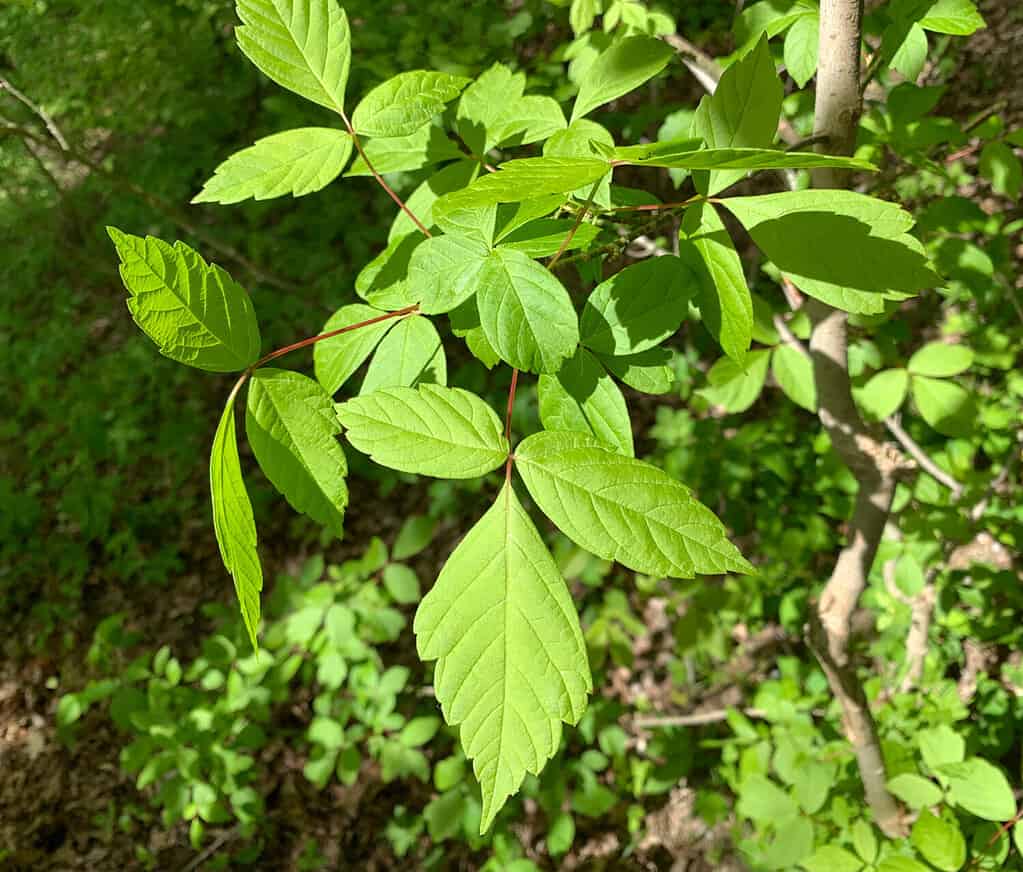 Box elder tree leaves are bright green in the sunlight. Indiana.
