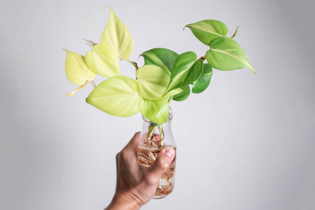Hand holding Philodendron Hederaceum Brasil plant in glass on isolated white background