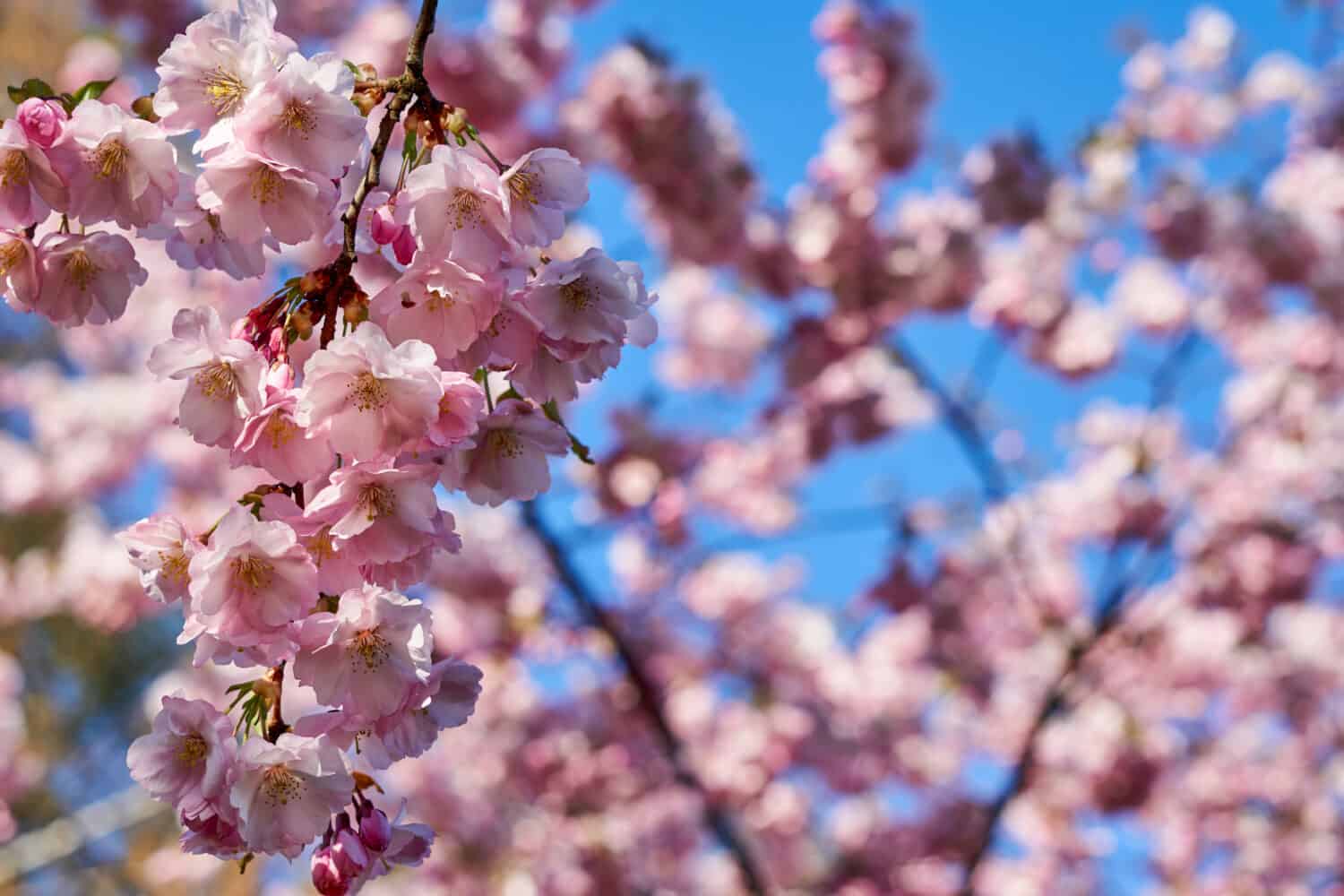 The Very Short, Symbolic Life of the Cherry Blossom