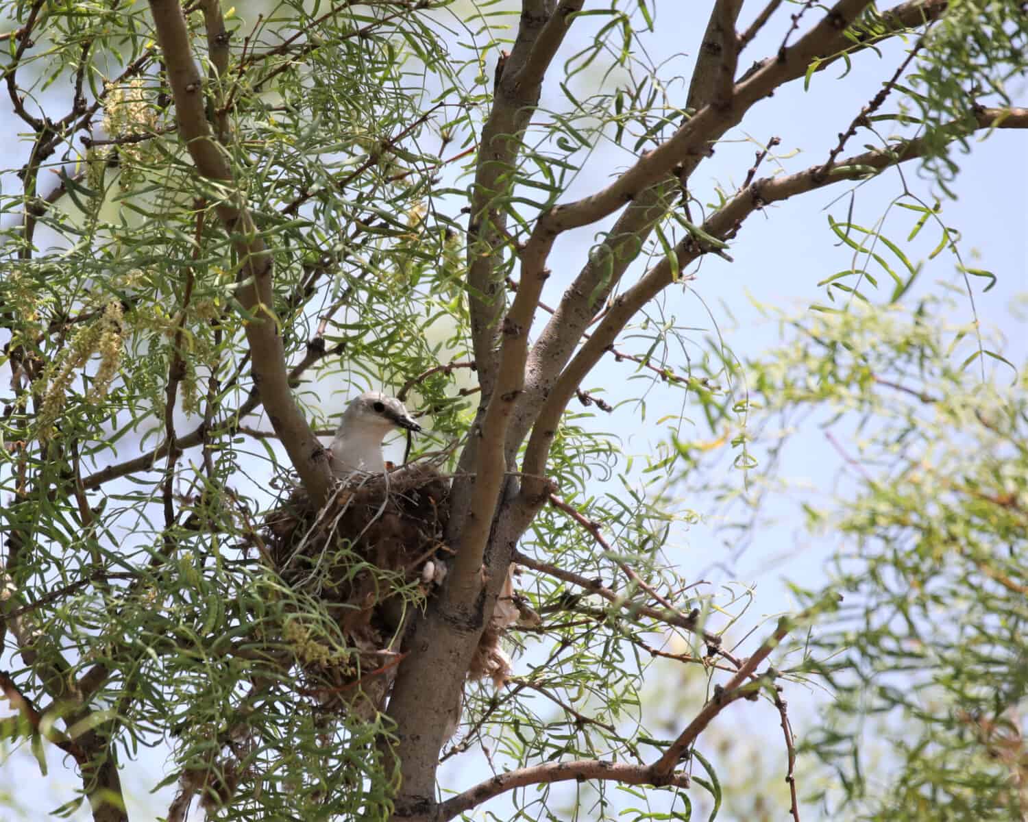 A Scissor-tailed Flycatcher Perched on Its Nest Feeding Its Young in Caprock Canyon State Park