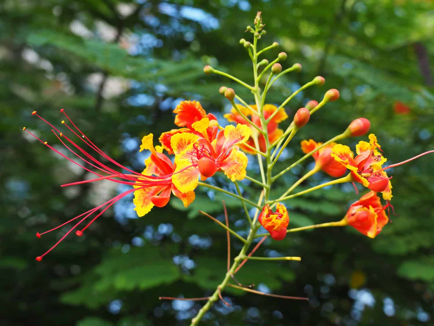 close up and selective focus of Caesalpinia pulcherrima or commonly known as Peacock Flower. It is a shrub growing to 3m tall, sometimes called Dwarf Poinciana 