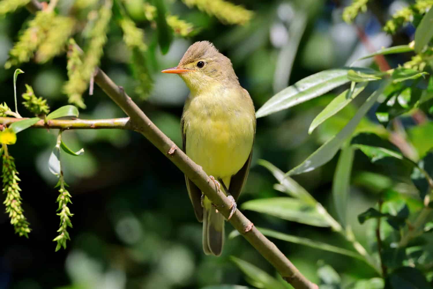 The icterine warbler (Hippolais icterina) is an Old World warbler in the tree warbler genus Hippolais, with a fantastic bright yellow colored plumage.