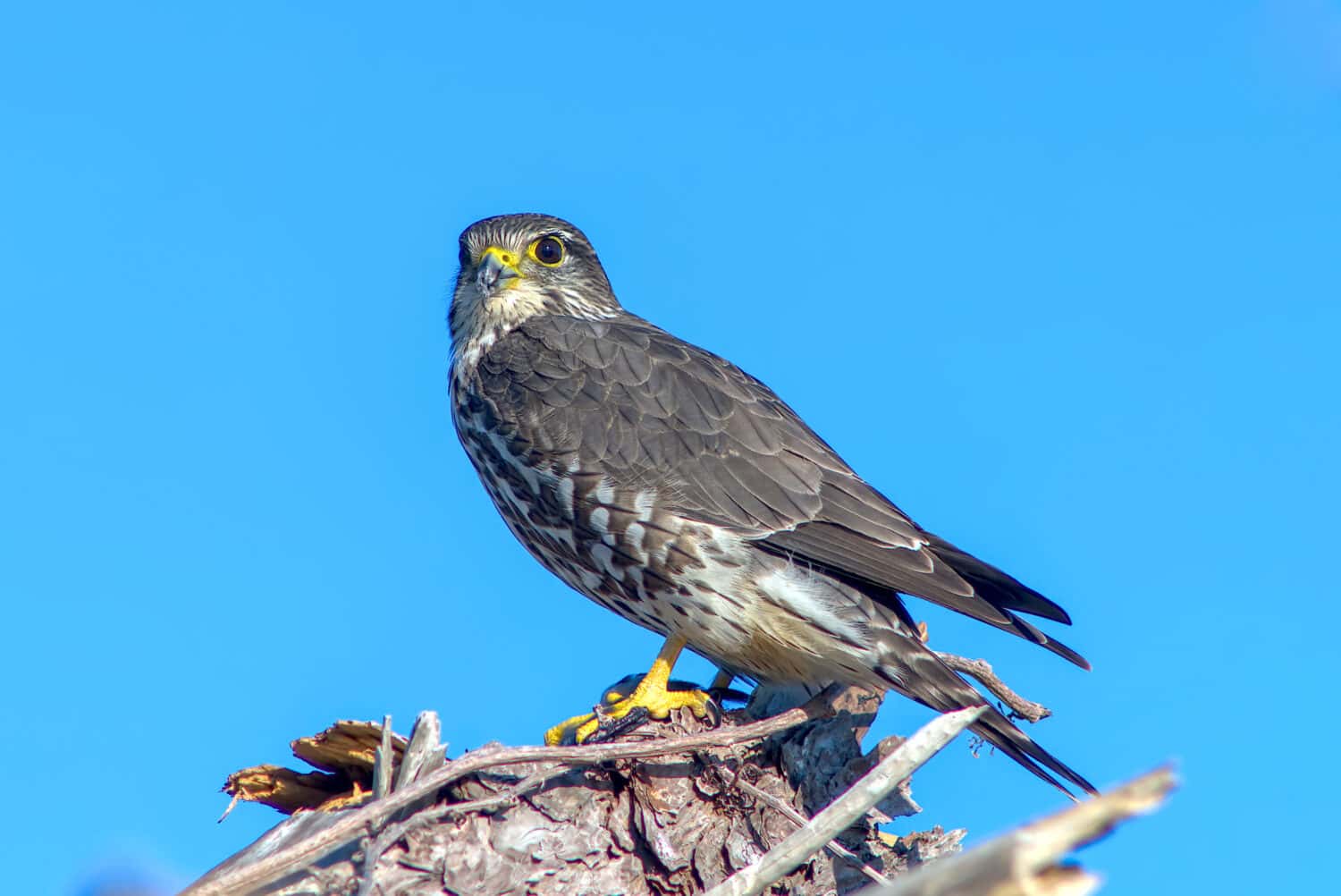 Merlin perched with fresh kill blue sky background