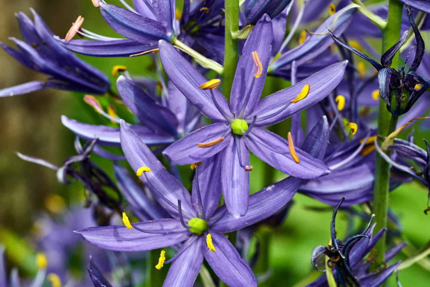 Indian hyacinth (Camassia). Camas, quamash, camash or wild hyacinth flowers, selective focus, close-up. Camassia flowers in bloom.