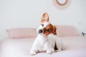 101 Amazing Small Dog Names Perfect for Your Tiny Pooch Picture