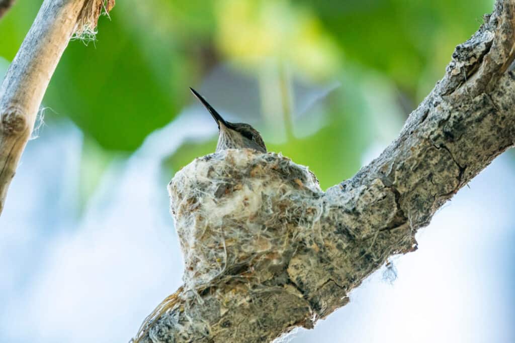 USA, New Mexico. Female black-chinned hummingbird on nest.