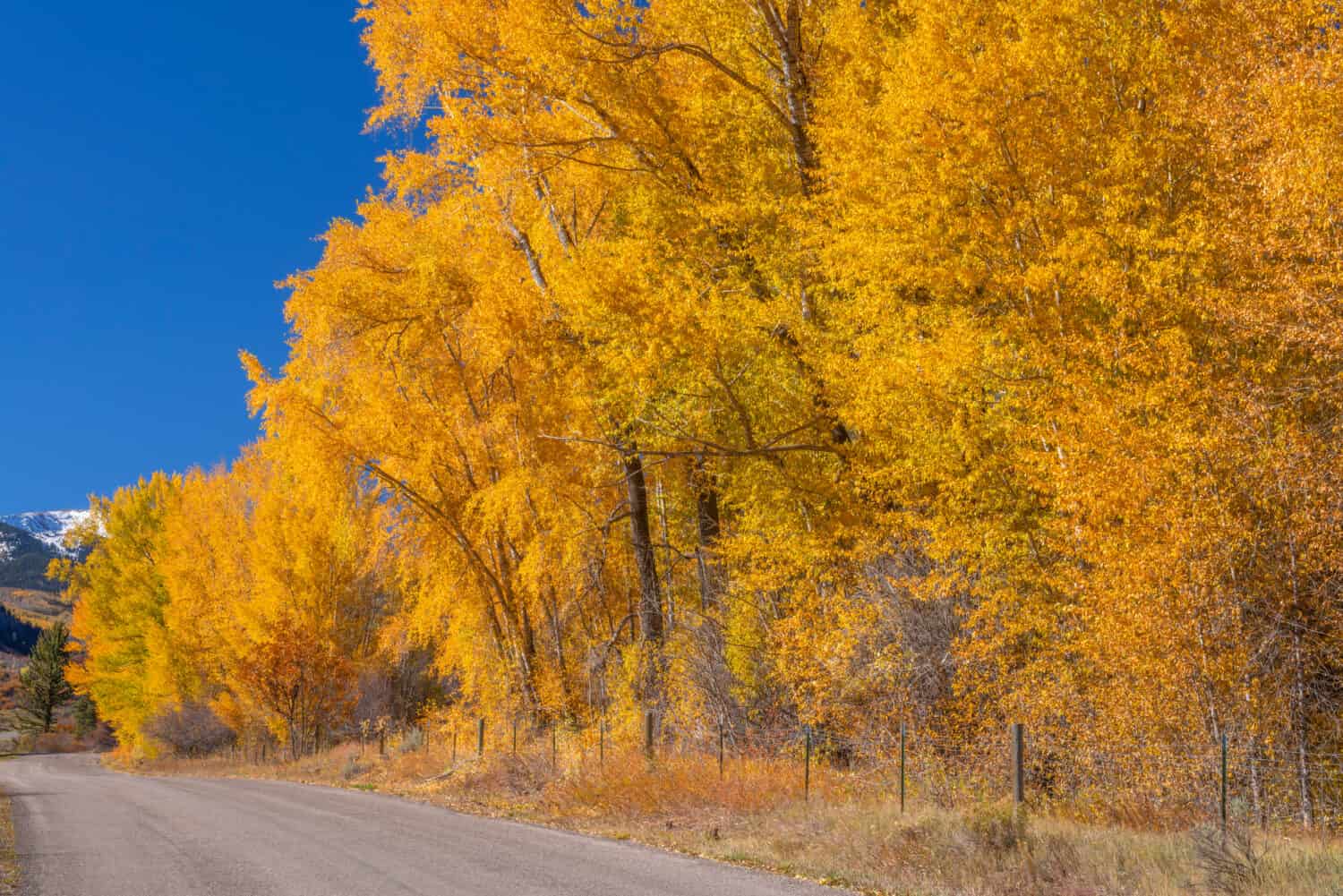 USA, Colorado. White River National Forest, Narrowleaf cottonwood with autumn foliage along Capitol Creek Road.