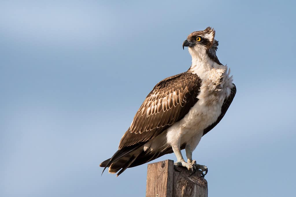 Osprey, migratory eagle living in marshes and lakes