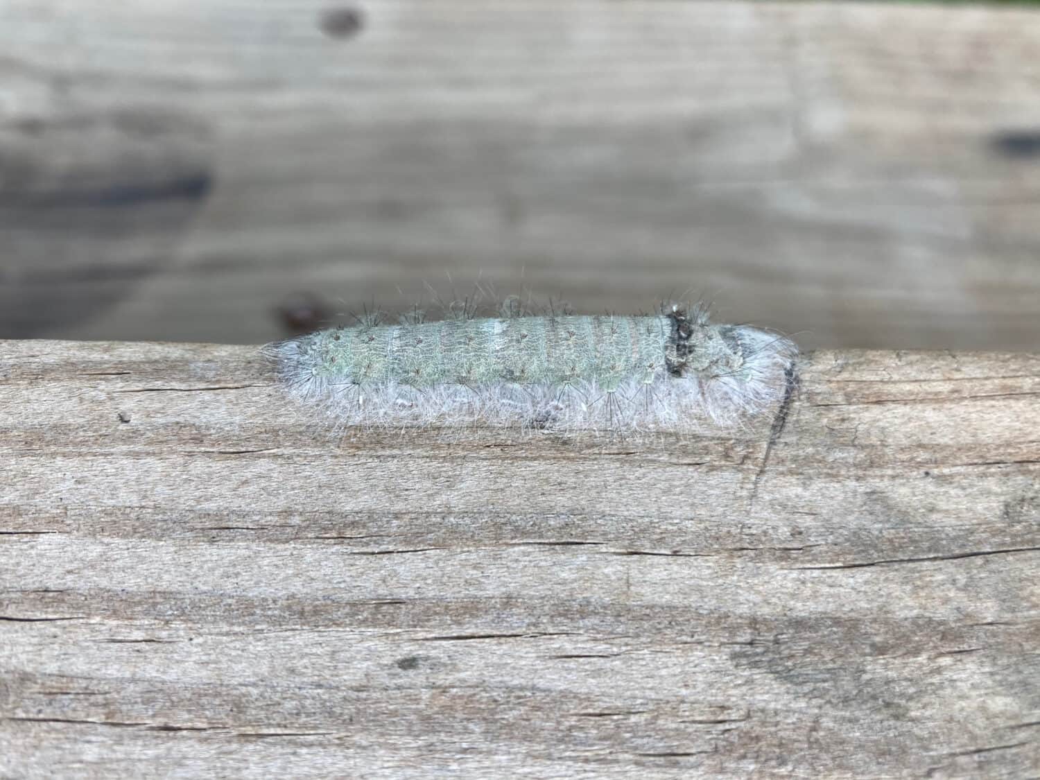 Caterpillar camouflaged on wood closeup