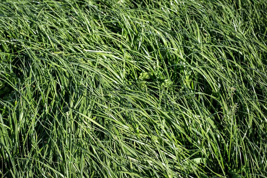 Tall Fescue is a perennial grass with seed-heads, growing up to 1.5 m tall, found in lowland pasture and waste areas. Tolerant of wet soils yet withstands drought and grass grubs well.