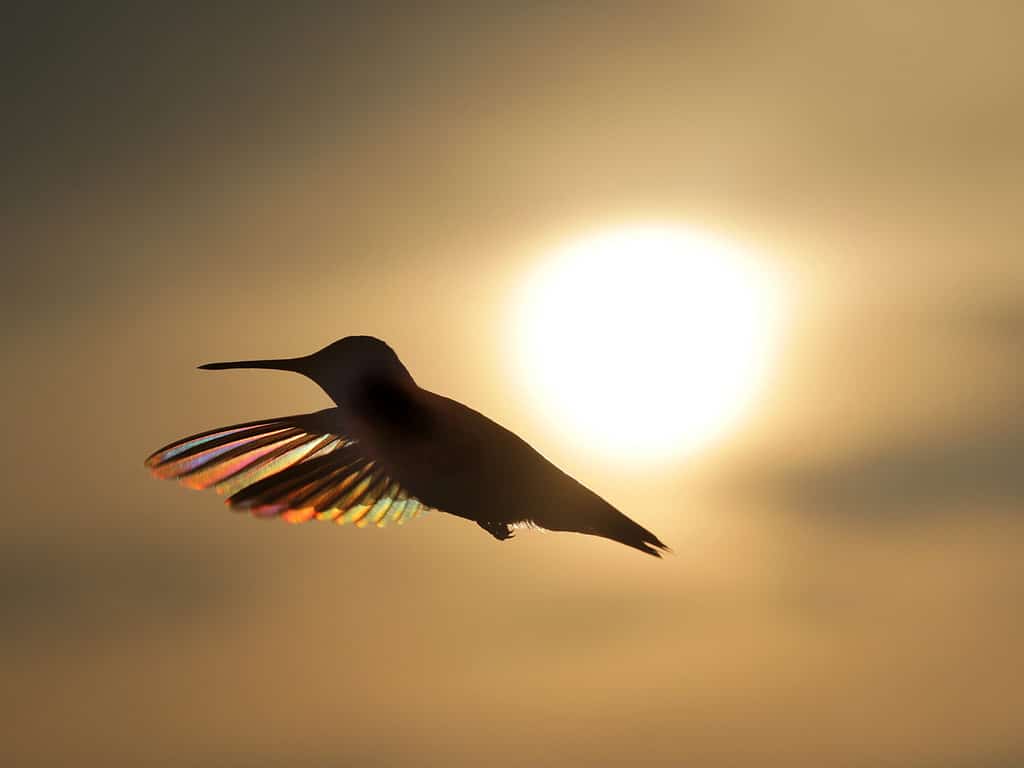 Rainbow Hummer in Flight - Photograph of a Ruby Throated Hummingbird in flight silhouetted against a setting sun and golden sky. Sunlight shows iridescent colors in the feathers.