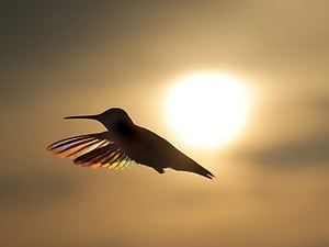 Discover When Hummingbirds Return to Colorado Picture