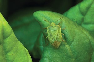 Discover 9 Smells Stink Bugs Absolutely Hate and Keep Them Out of Your House photo