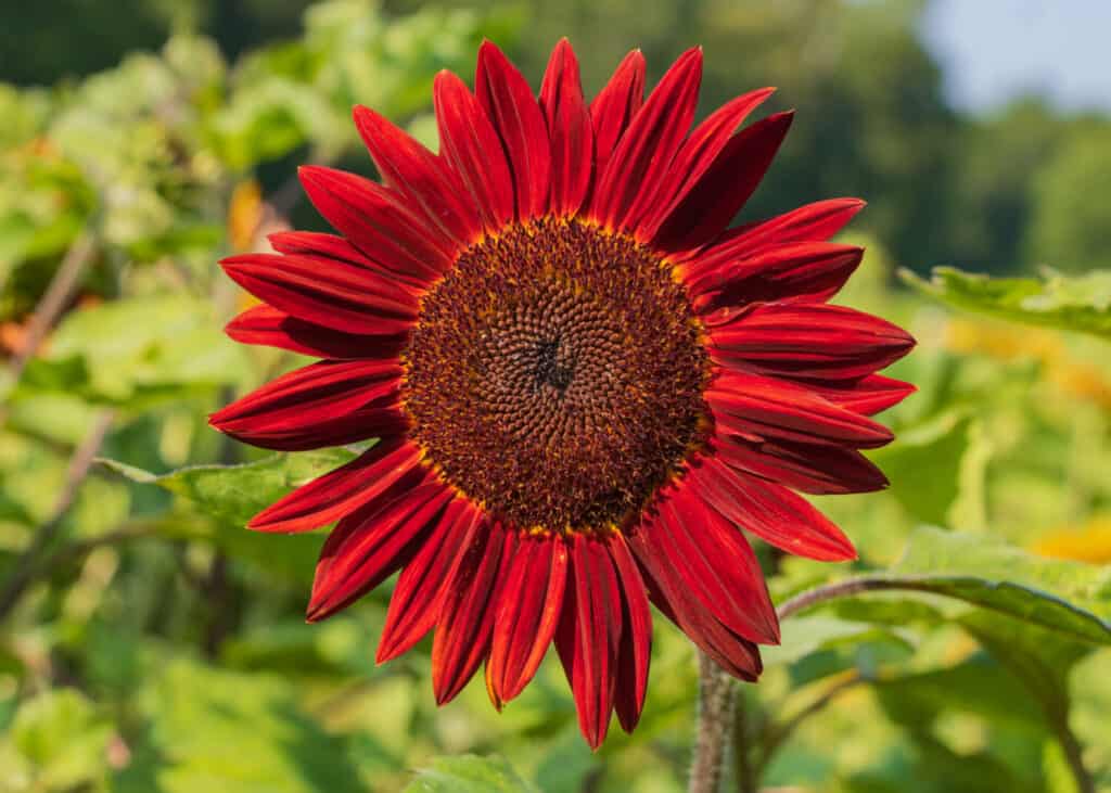 Red sunflower on a farm. Plant sunflowers in the spring.