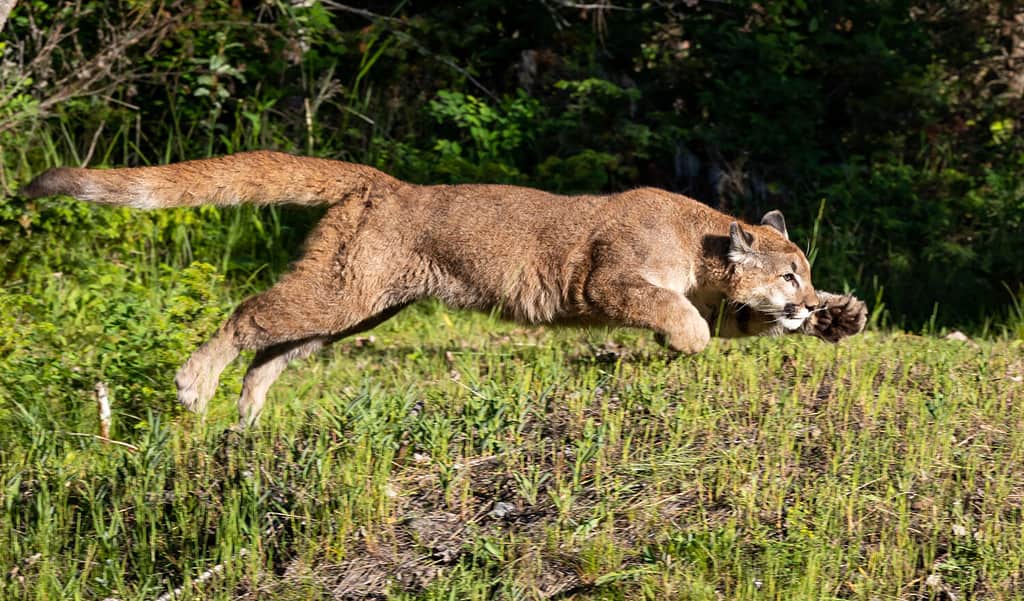 Juvenile Mountain lion cougar panther, puma, cub, feline, big cat. Native to the Americas, its range spans from the Canada to the South America and is the most widespread of North America.
