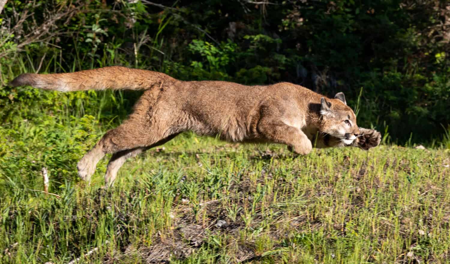 Juvenile Mountain lion cougar panther, puma, cub, feline, big cat. Native to the Americas, its range spans from the Canada to the South America and is the most widespread of North America.