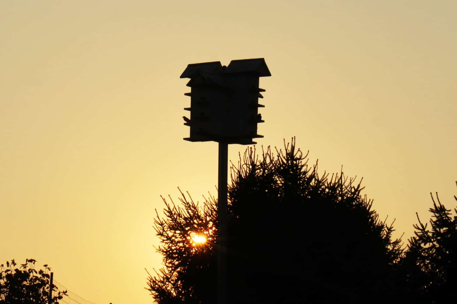 silhouette of Purple Martin house nest nesting boxes on a pole in front of golden sunset sky