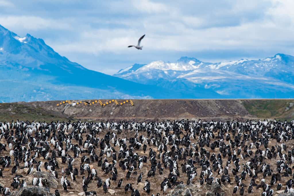 Bird Island in the Beagle Channel near the Ushuaia city. Ushuaia is the capital of Tierra del Fuego province in Argentina.