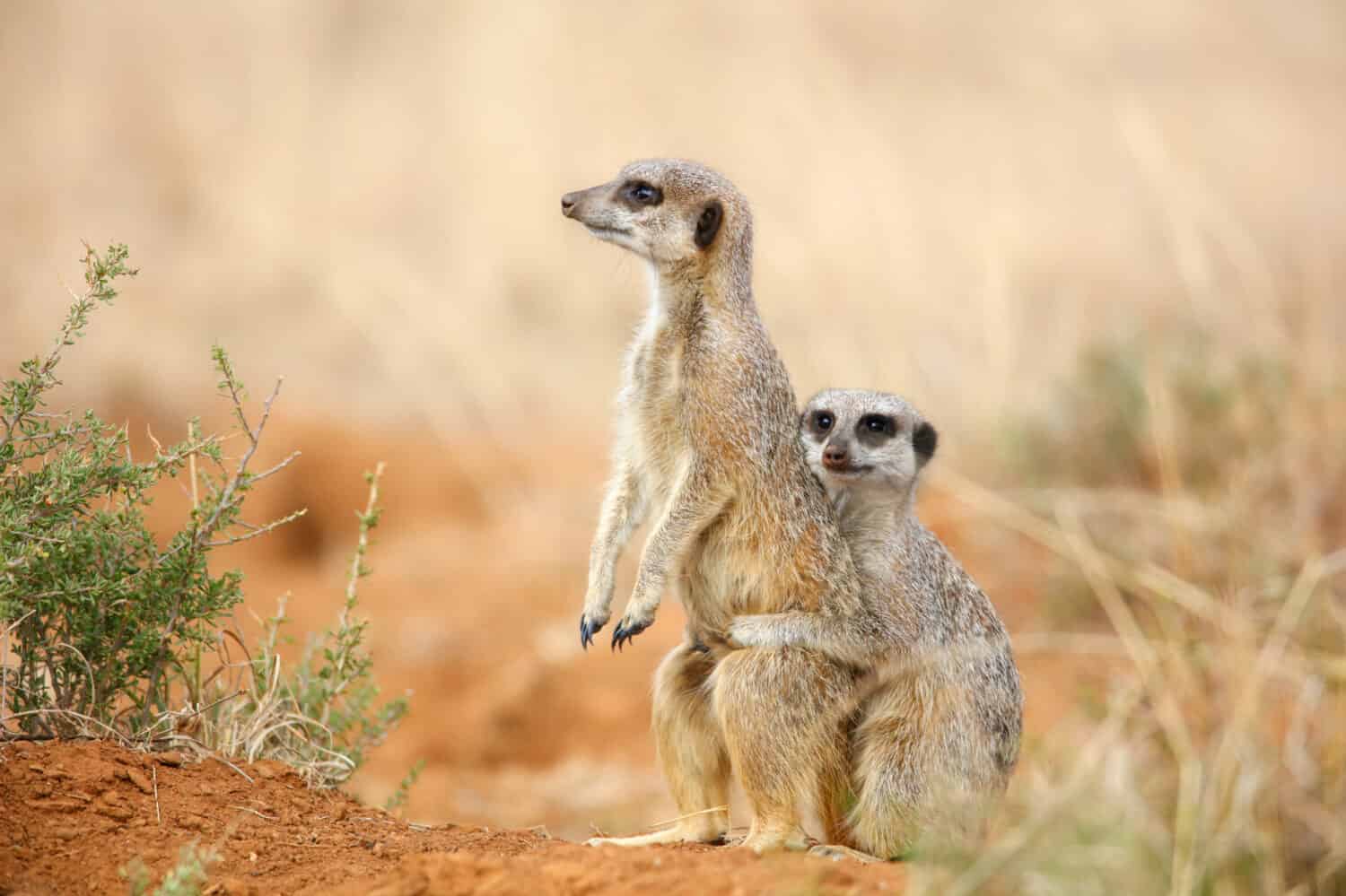 Couple of suricate (meerkat) being cute while playing on red sand, South Africa