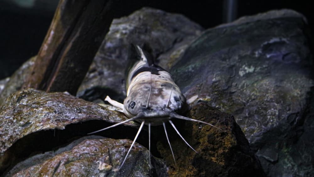 "Ameiurus Melas" The black bullhead or black bullhead catfish is a type of bullhead catfish.