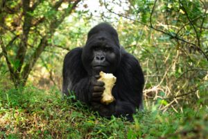 Watch These Gorillas Sing With Joy and Satisfaction While Feasting on Banana Leaves Picture