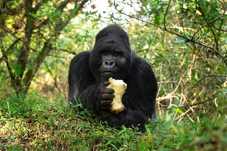 5 Reasons Gorillas Pound Their Chests AZ Animals