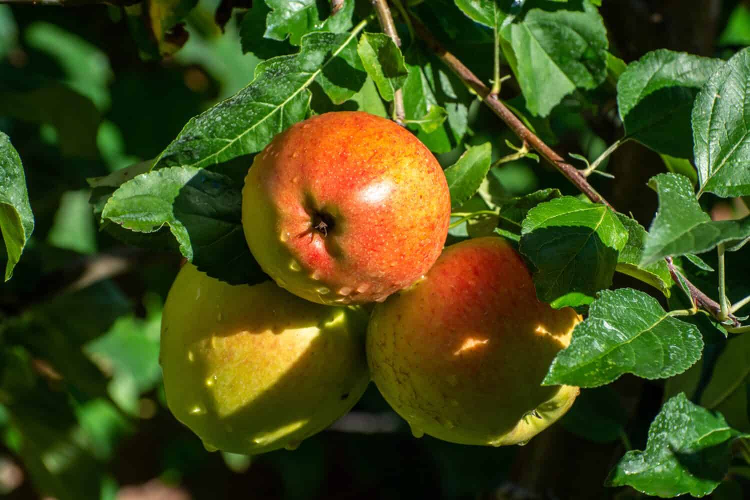 Sweet ripe braeburn apples ready to harvest in sunny orchard