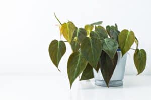 Caring for Your Philodendron Micans: 5 Tips for a Healthy Plant Picture