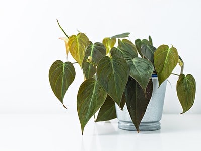 A Caring for Your Philodendron Micans: 5 Tips for a Healthy Plant