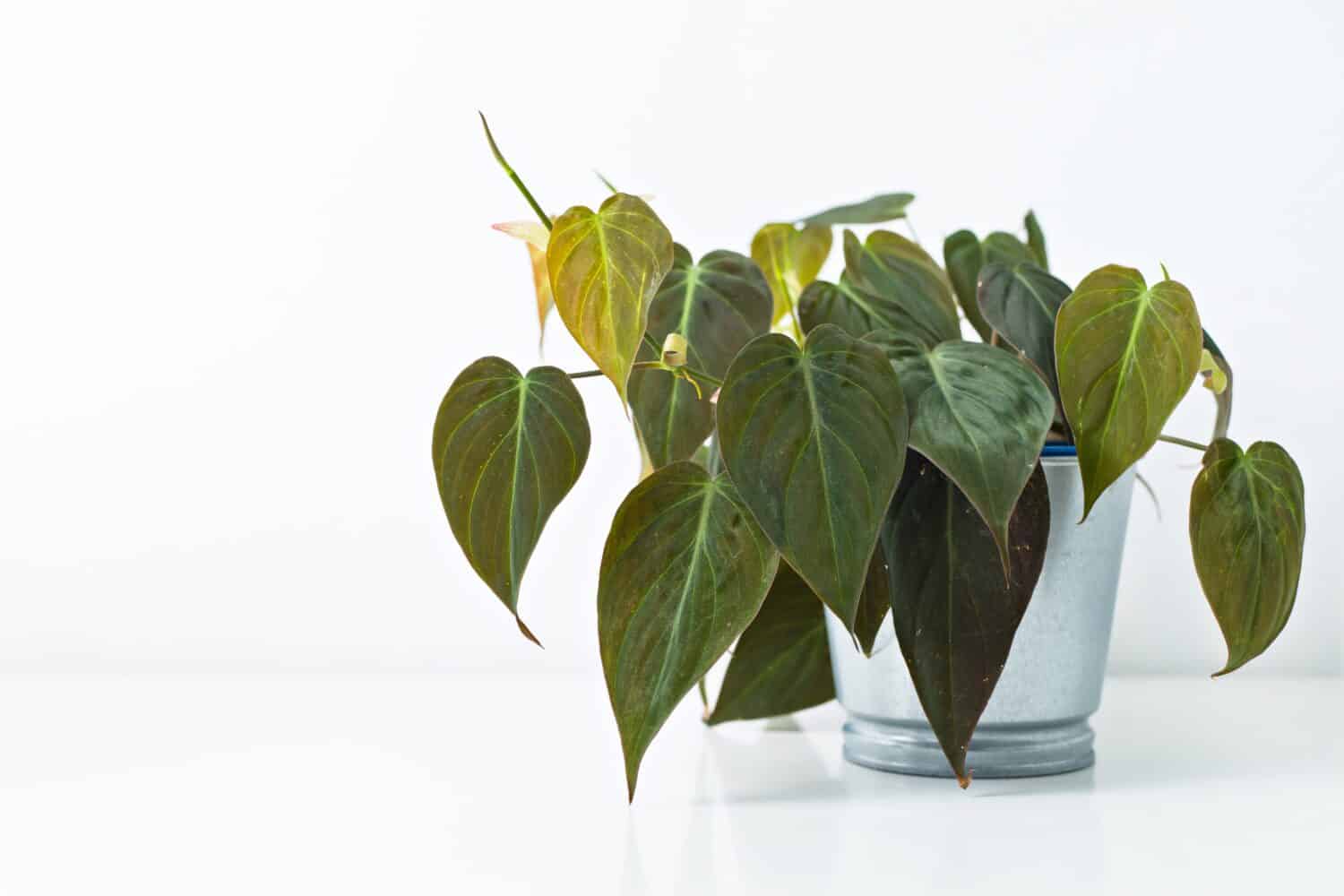 Philodendron Micans leaves on a white background, creative tropical plant concept. Home interior decoration.