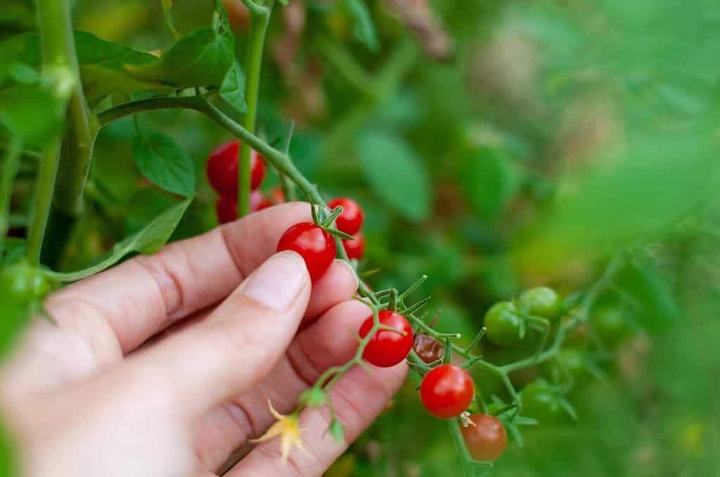 A closeup of a female hand picking very small ripe pea sized cherry tomatoes in a vegetable garden.