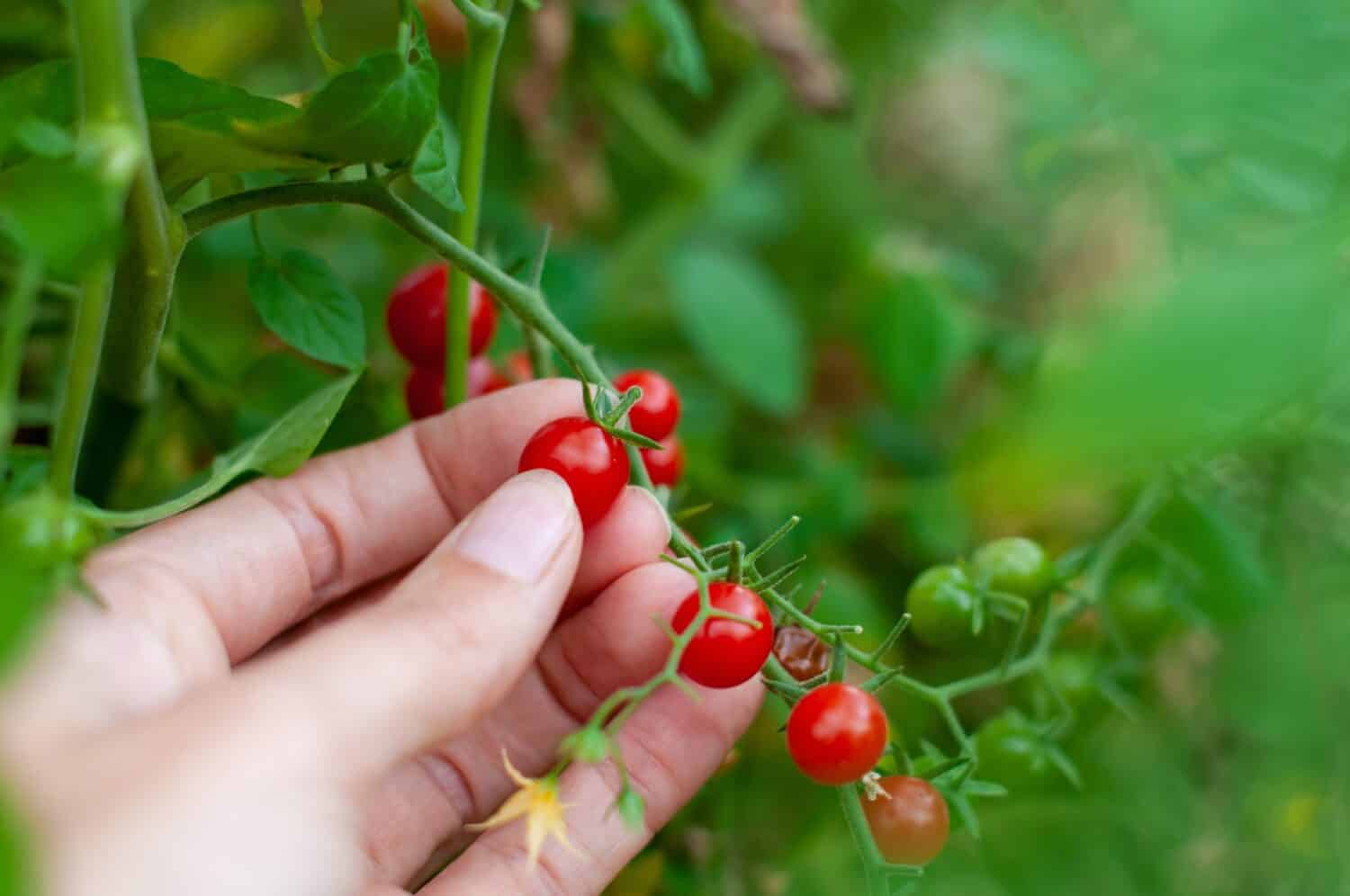 A closeup of a female hand picking very small ripe pea sized cherry tomatoes in a vegetable garden. 