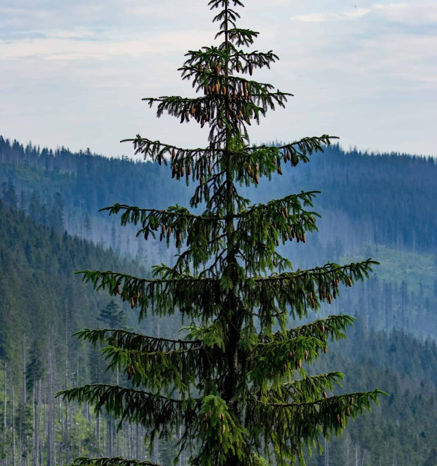 A majestic tall Mountain hemlock tree (Tsuga mertensiana) on the peak