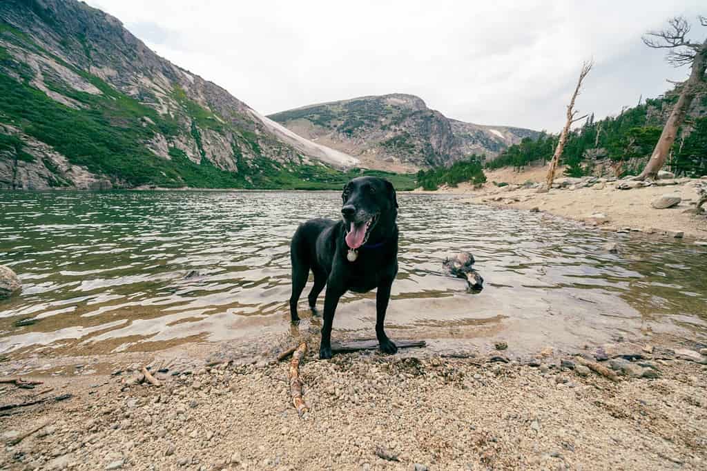 Black labrador retriever dog in the lake at St Marys Glacier Colorado