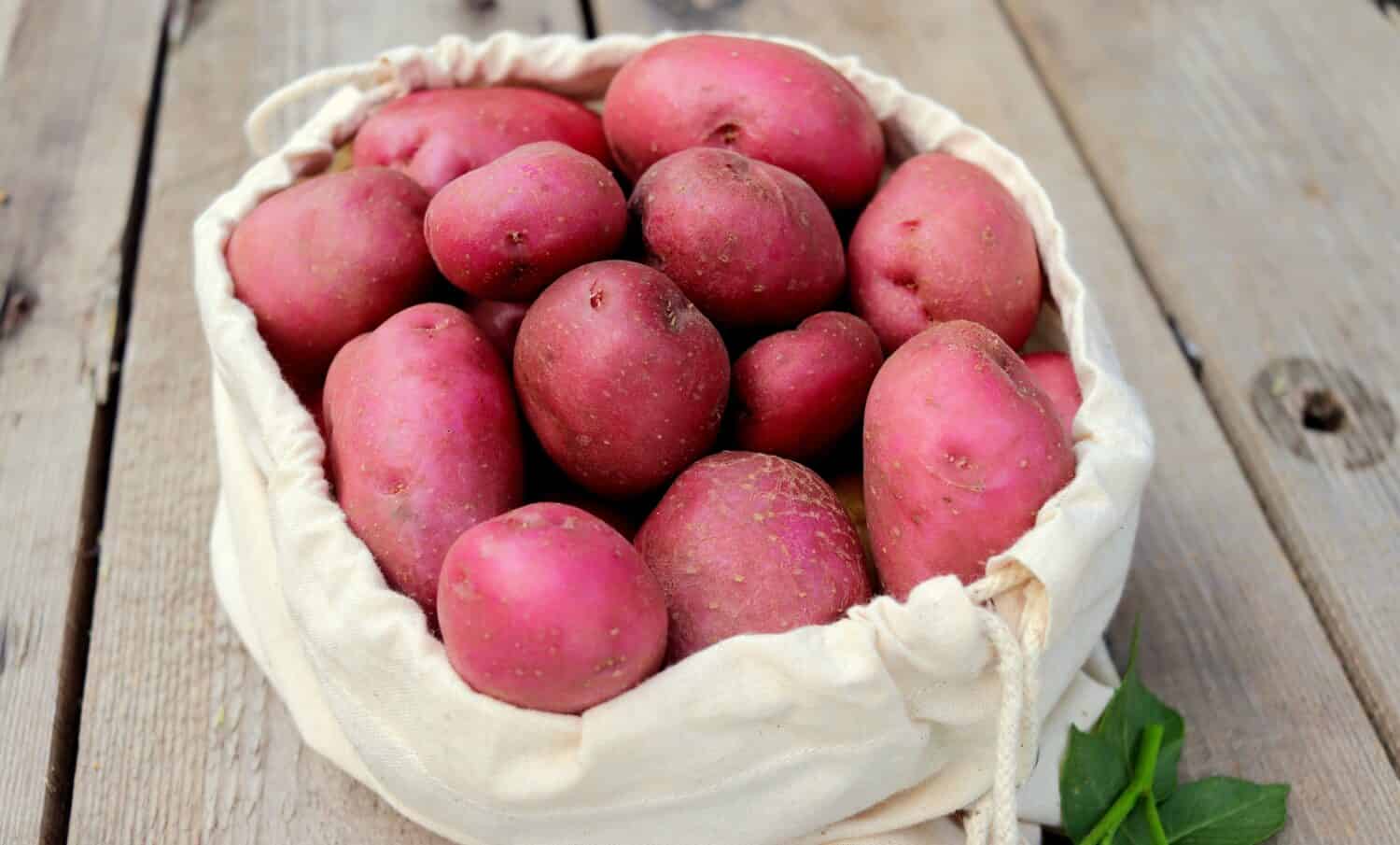 organic potatoes red autumn harvest selective focus.