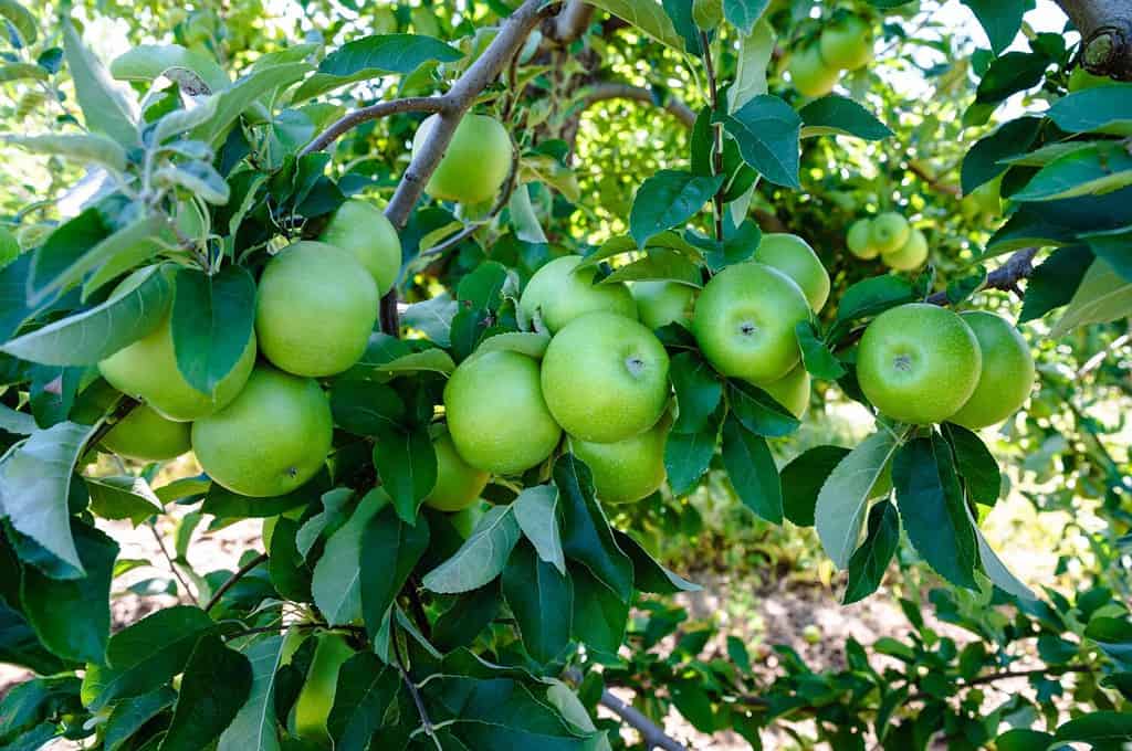 Green apples hanging in tree