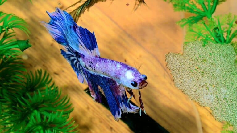 Male beta Betta splendens fish below bubble nest. Overhead view