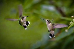 Discover Why Hummingbirds Chase Each Other Picture