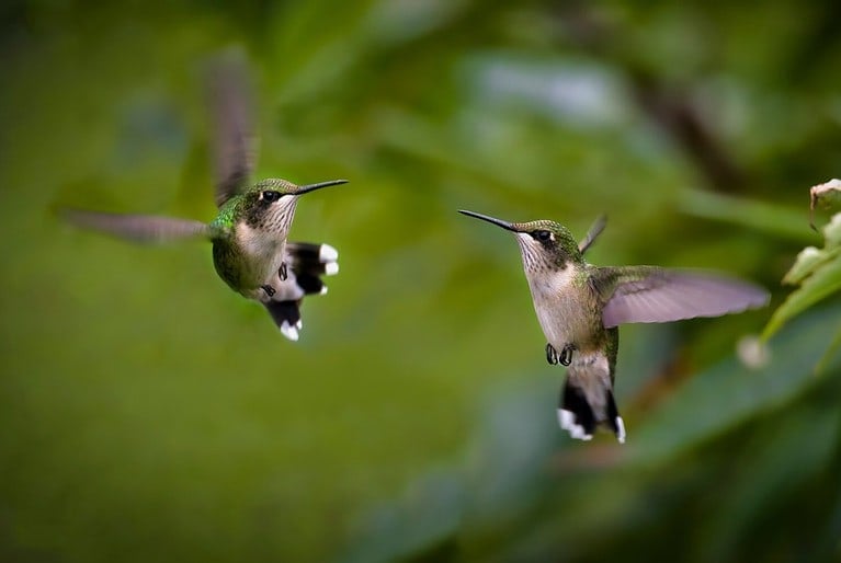 A Beautiful Pair of Hummingbirds Chasing Each Other