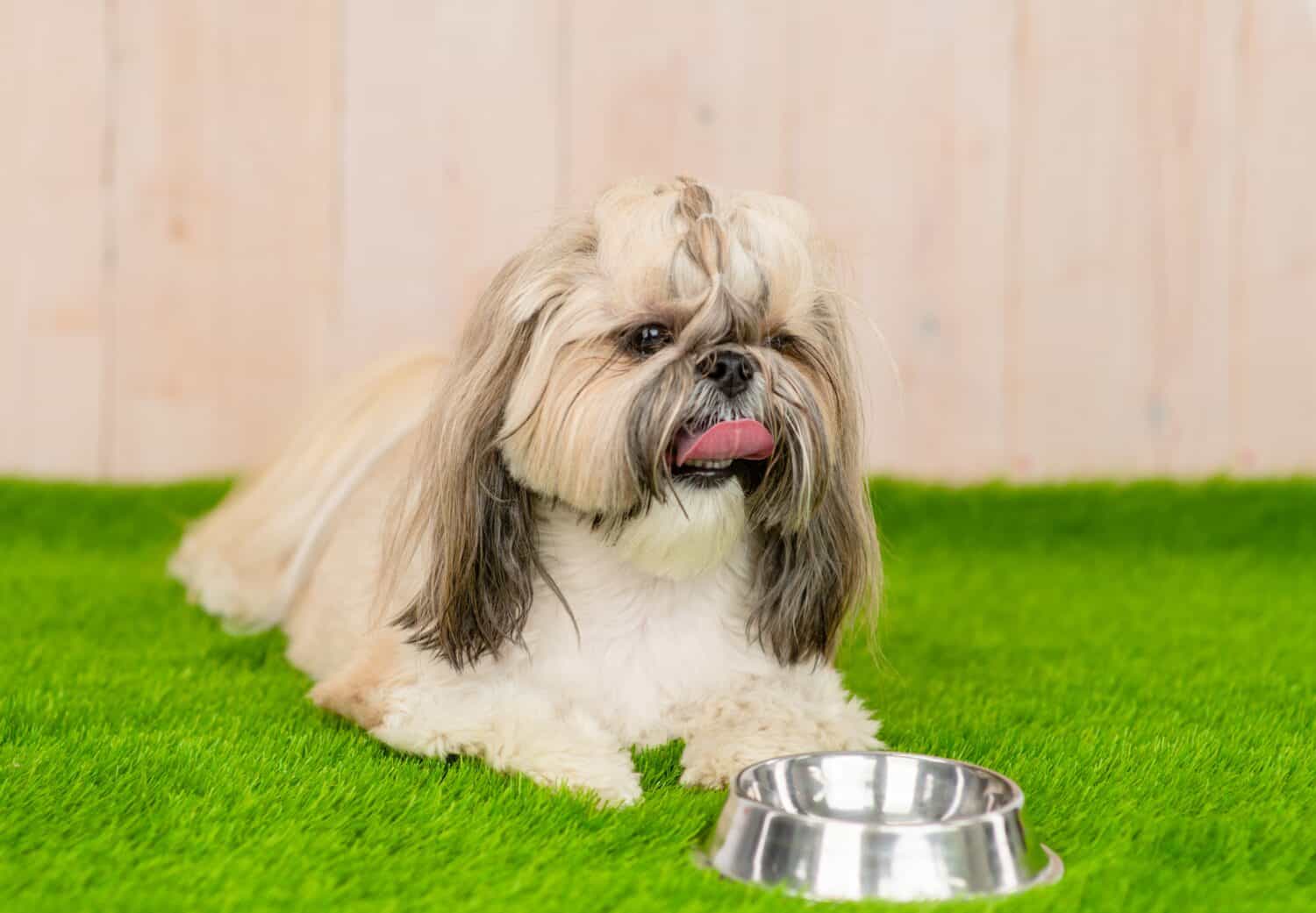 Shih tzu puppy lies with bowl on  green summer grass 