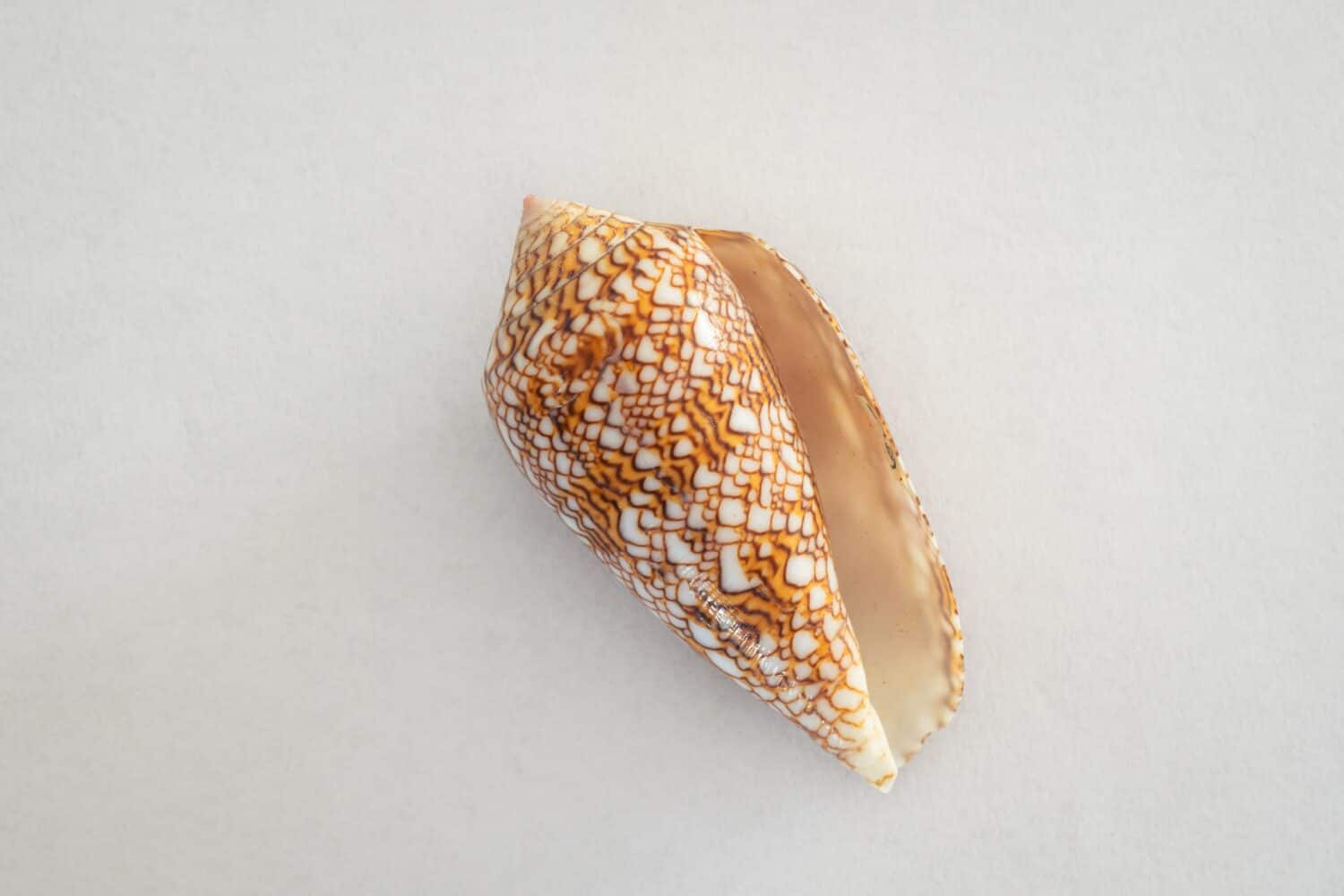 Discover the Rarest Seashells Ever Found on Earth AZ Animals