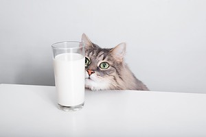 Can Cats Drink Milk? 3 Things to Know Before Feeding Picture