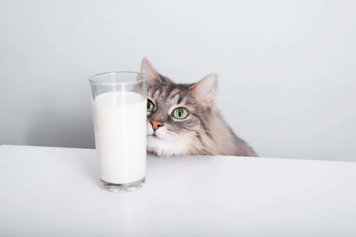 Gray fluffy green-eyed cat looking and sniffing glass of milk on white table in kitchen. Cute hungry Siberian cat smelling food, dining indoors.