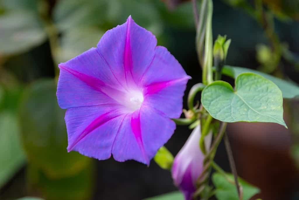 Ipomoea purpurea (Purple morning glory) flower
