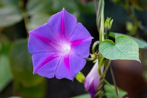 When Do Morning Glories Bloom? Discover Peak Season by Zone Picture