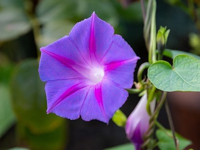 A When Do Morning Glories Bloom? Discover Peak Season by Zone