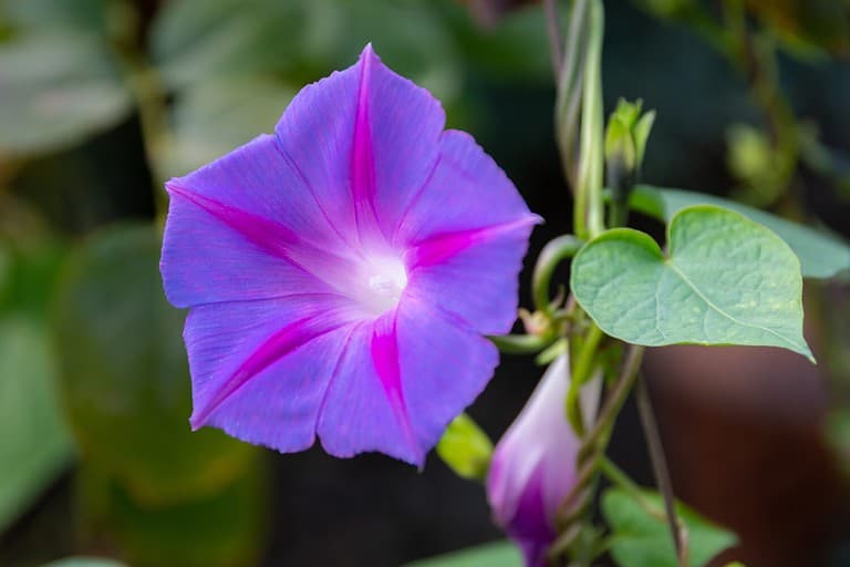 Ipomoea purpurea (Purple morning glory) flower