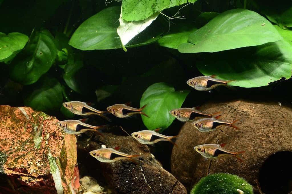 Group of harlequin rasboras or Trigonostigma heteromorpha, in tropical aquarium