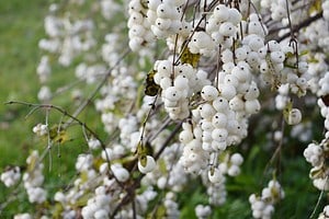 Discover 20 White Fruits: The Complete List Picture